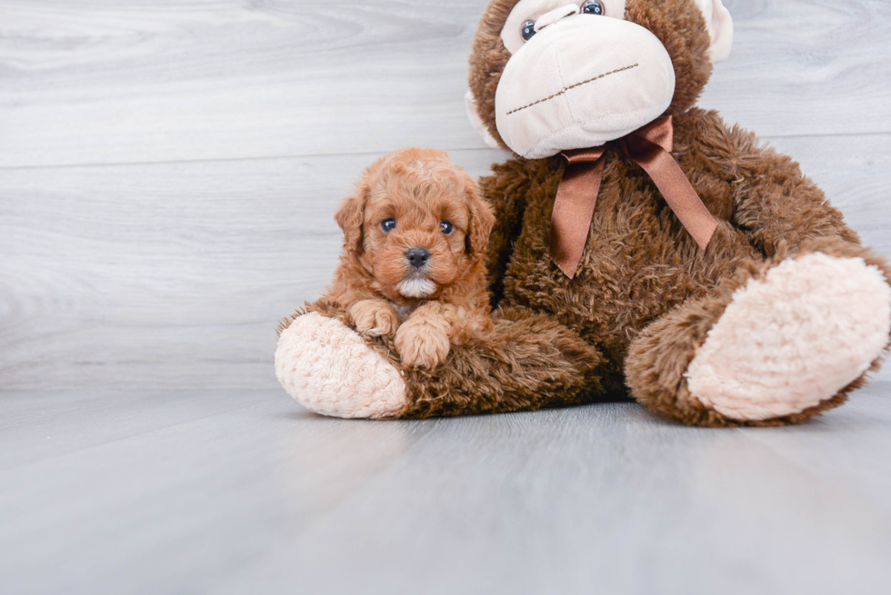 Happy Cavapoo Baby