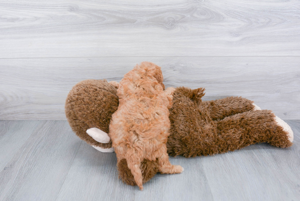 Adorable Cavoodle Poodle Mix Puppy