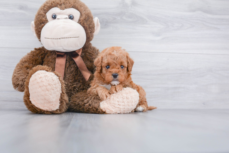 Best Cavapoo Baby