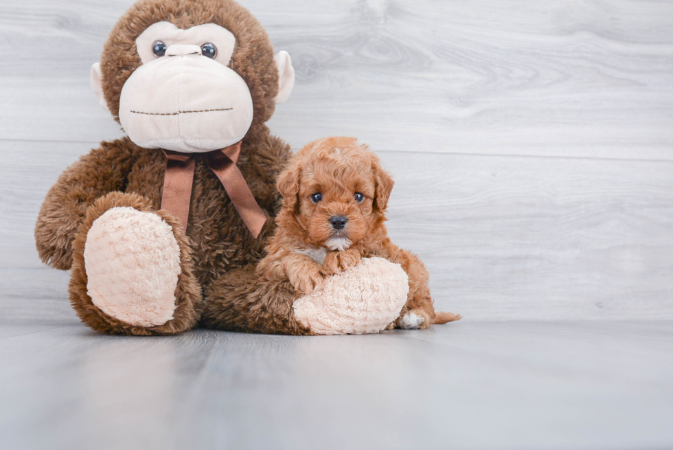 Best Cavapoo Baby