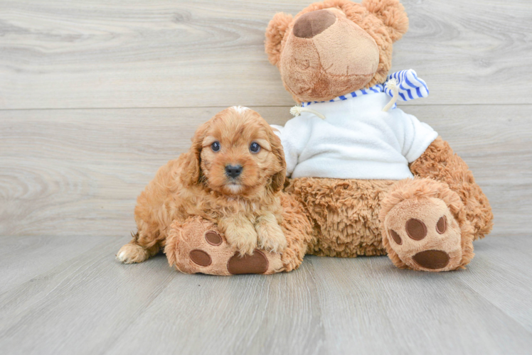 Best Cavapoo Baby