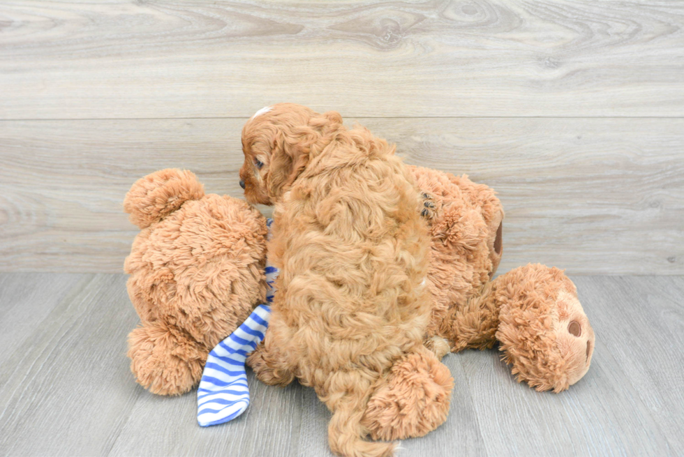 Cavapoo Pup Being Cute