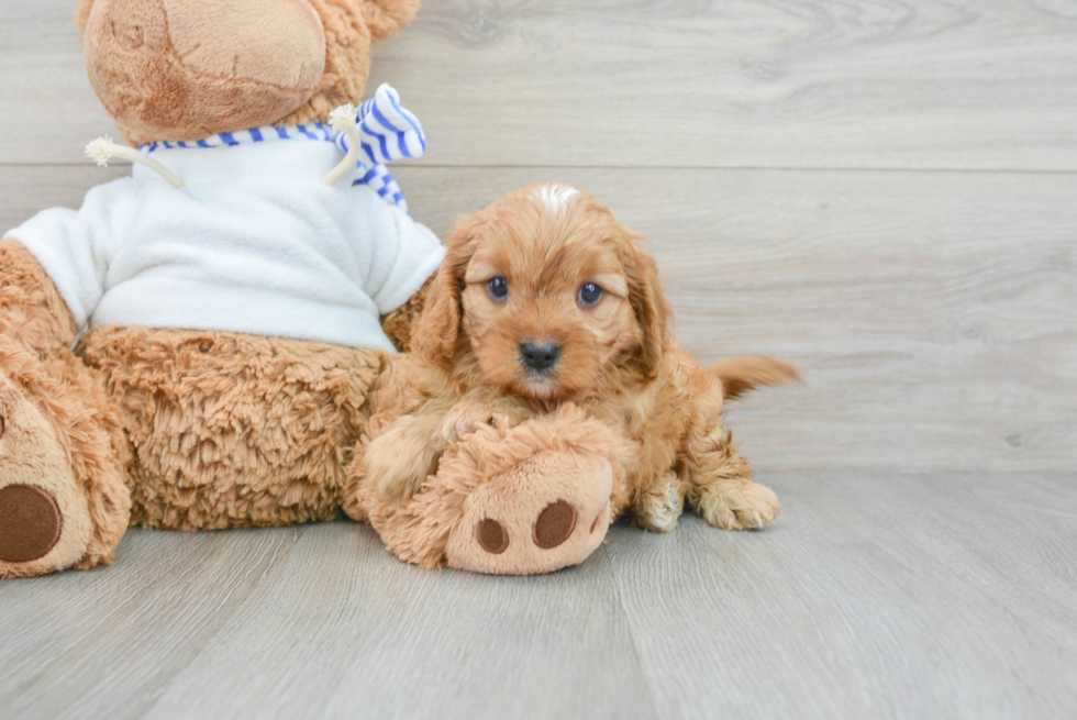 Hypoallergenic Cavoodle Poodle Mix Puppy