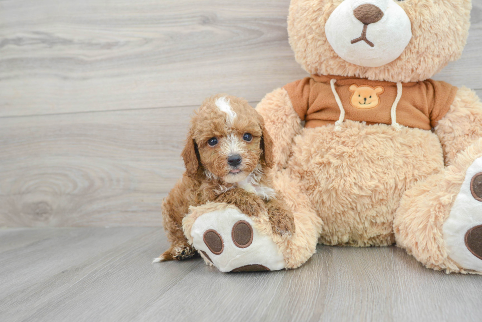 Small Cavapoo Baby