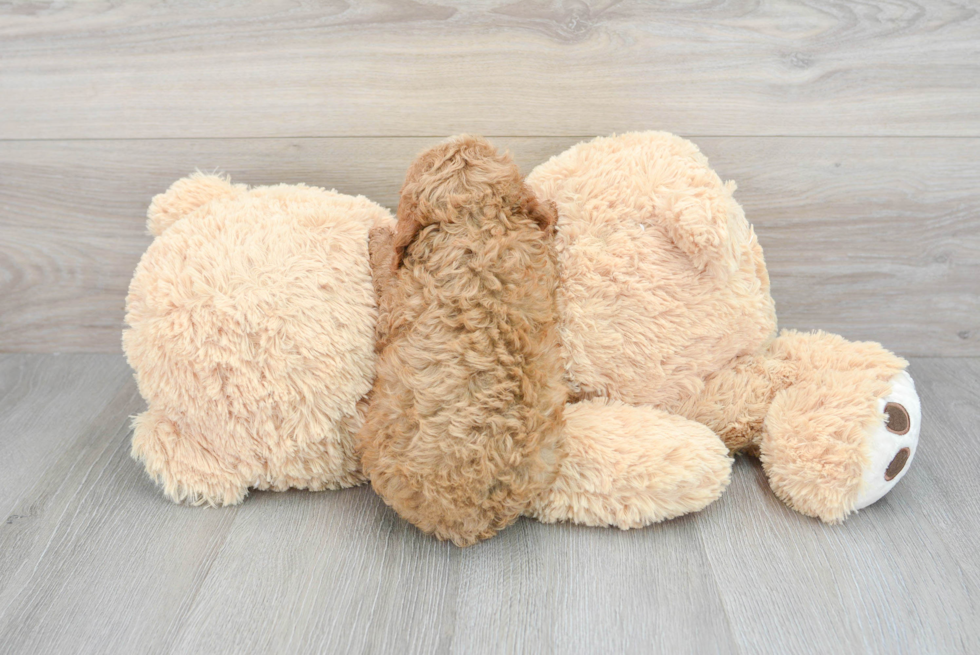 Cavapoo Pup Being Cute
