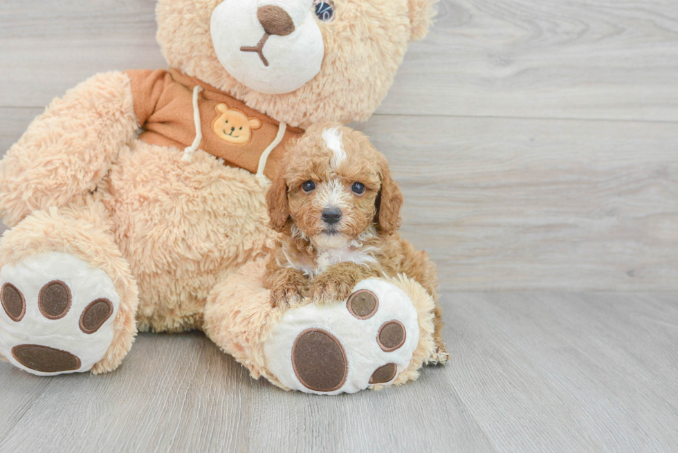 Sweet Cavapoo Baby