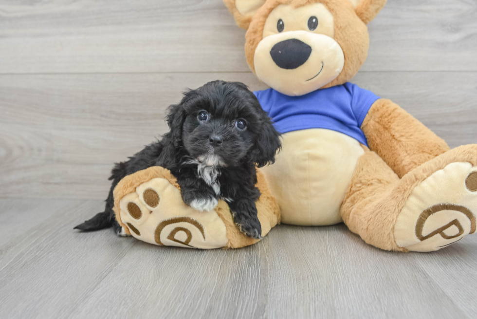 Cavapoo Pup Being Cute