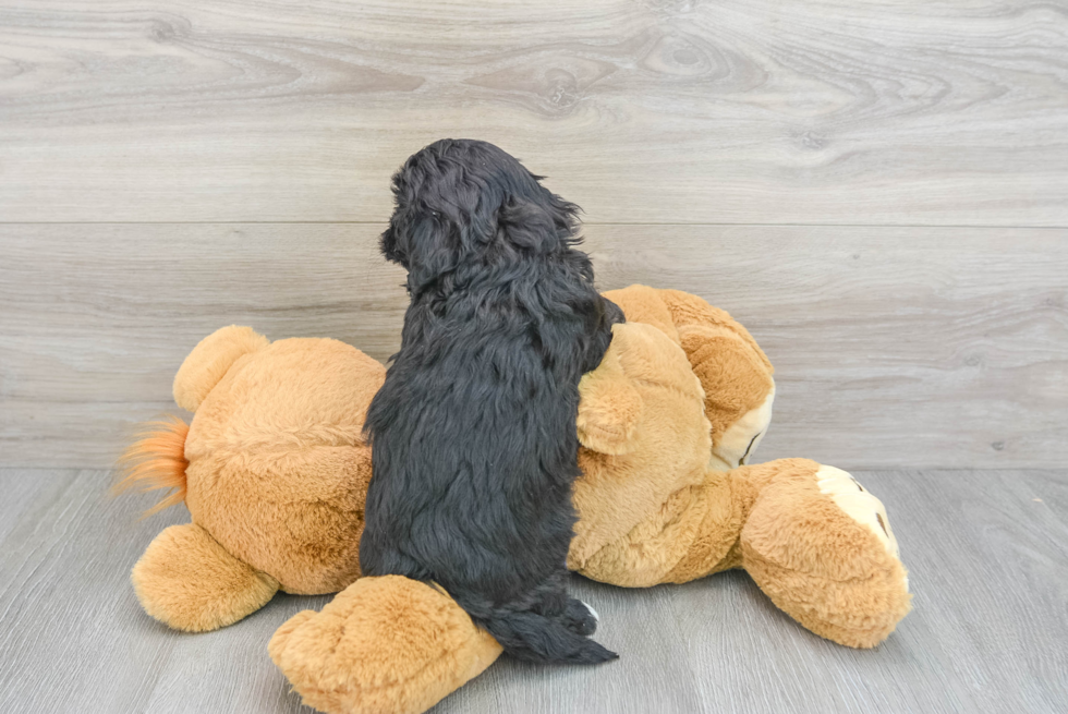 Little Cavoodle Poodle Mix Puppy