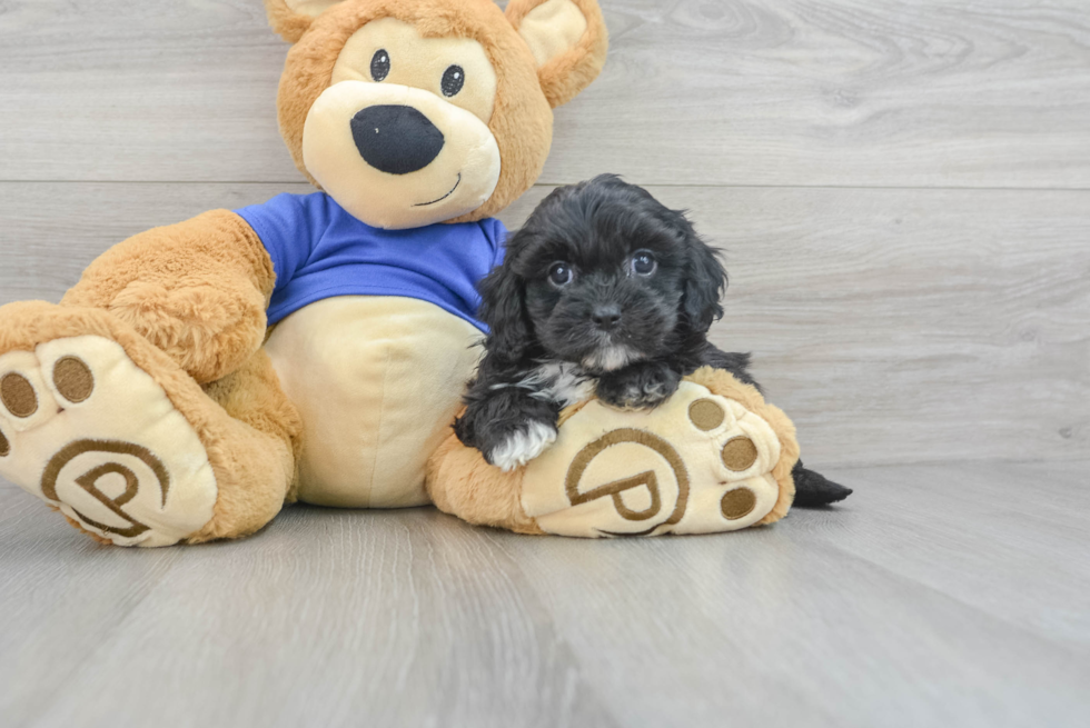 Playful Cavoodle Poodle Mix Puppy