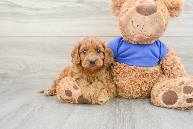 Funny Cavapoo Poodle Mix Pup