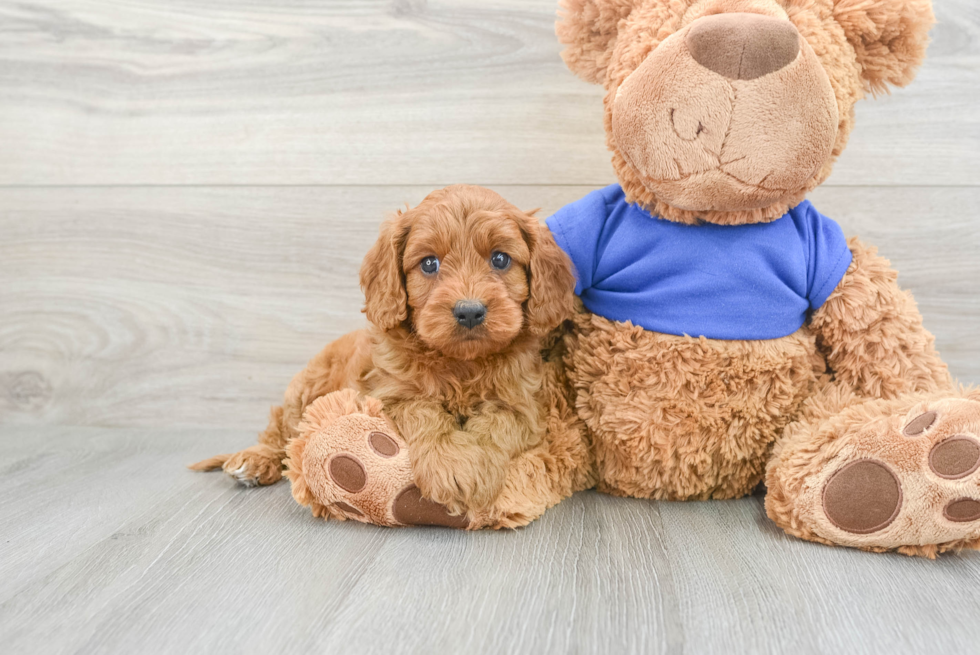 Funny Cavapoo Poodle Mix Pup