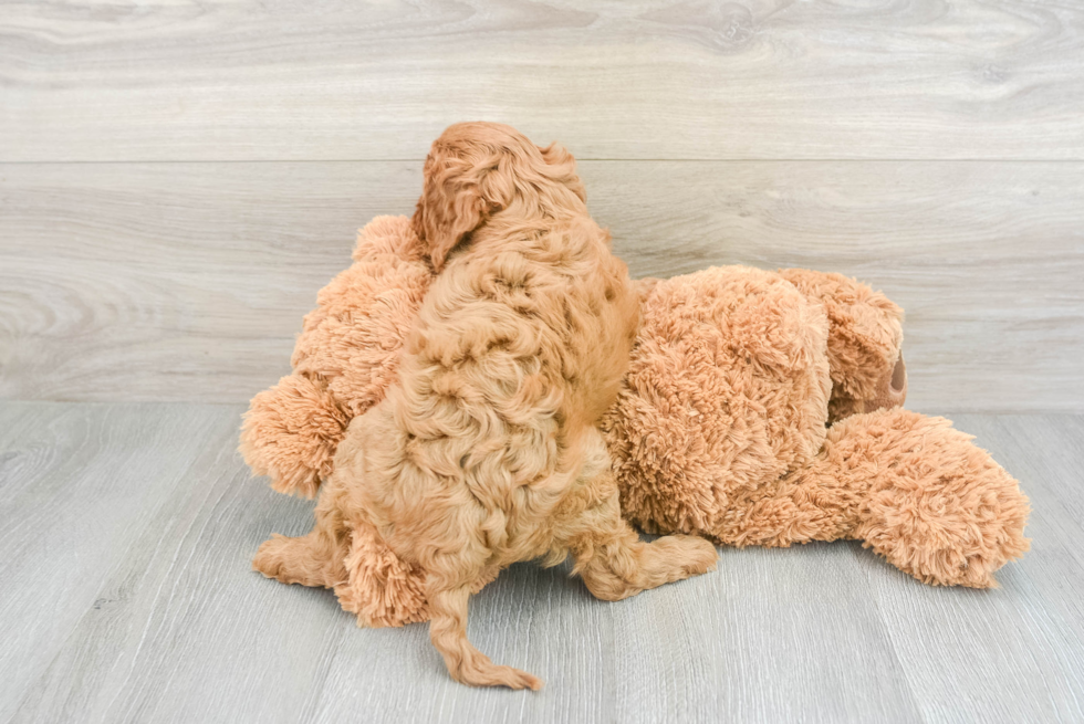 Cavapoo Pup Being Cute