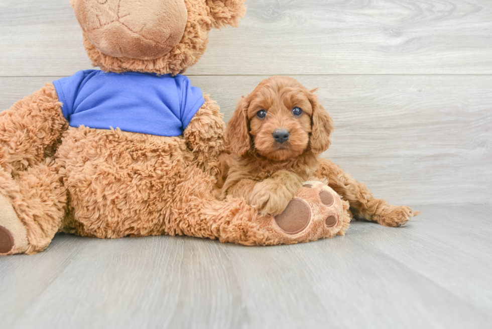 Adorable Cavoodle Poodle Mix Puppy