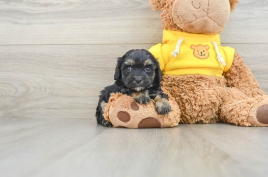 Best Cavapoo Baby