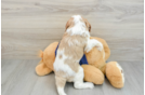 Cavapoo Pup Being Cute