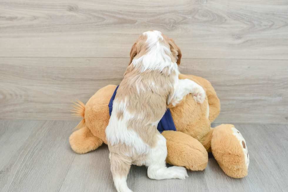 Cavapoo Pup Being Cute