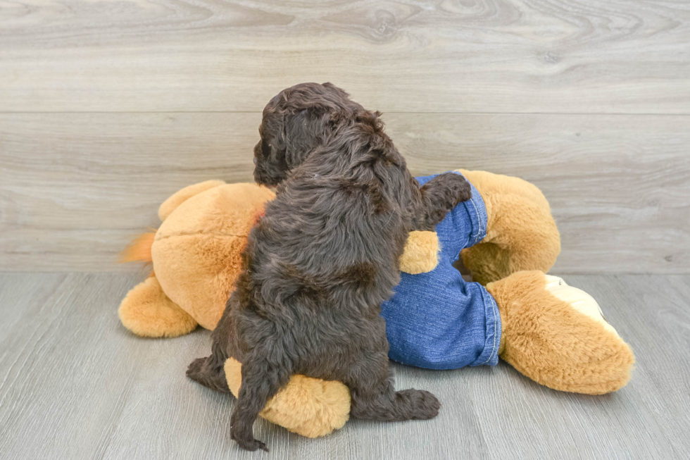 Little Cavipoo Poodle Mix Puppy