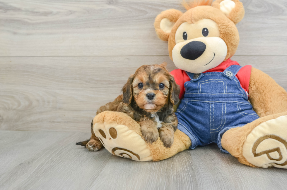 6 week old Cavapoo Puppy For Sale - Premier Pups