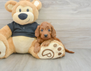 8 week old Cavapoo Puppy For Sale - Premier Pups