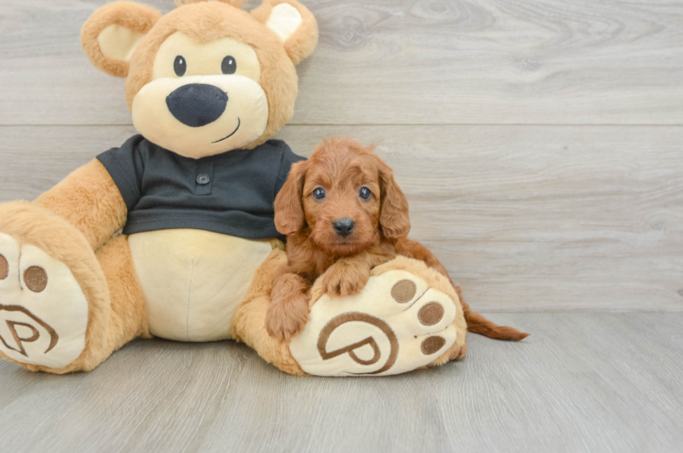 6 week old Cavapoo Puppy For Sale - Premier Pups