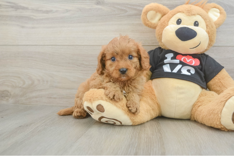 Best Cavapoo Baby