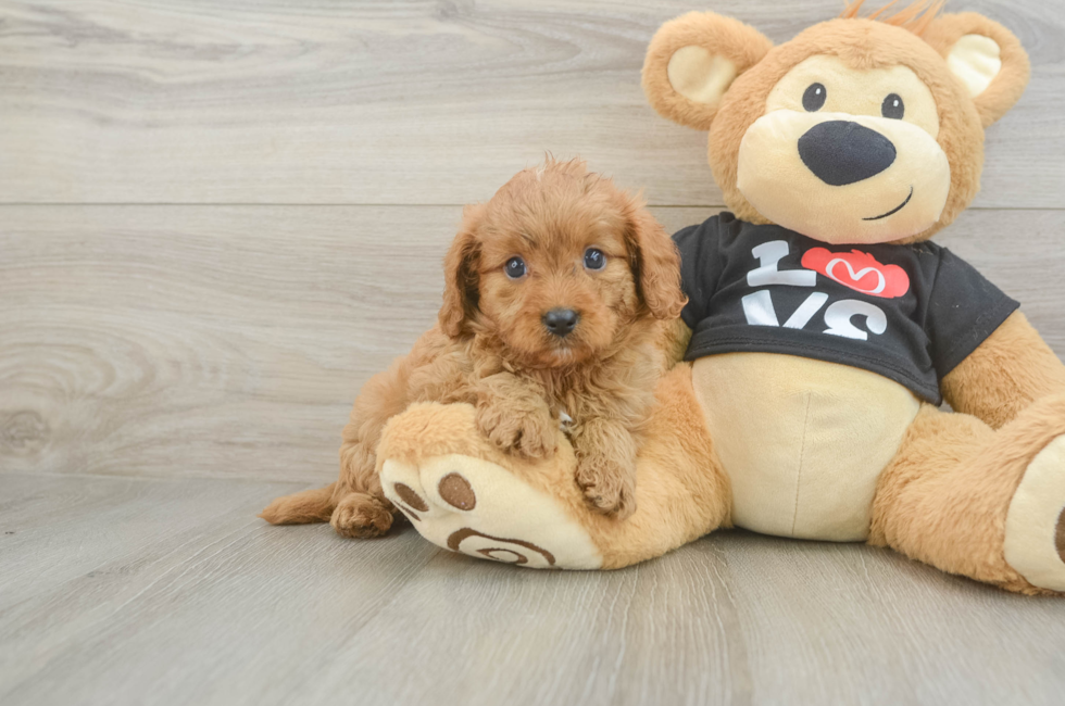 6 week old Cavapoo Puppy For Sale - Premier Pups
