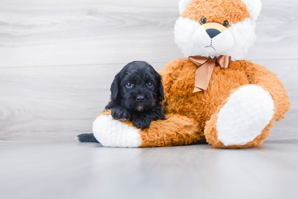 Smart Cavapoo Poodle Mix Pup