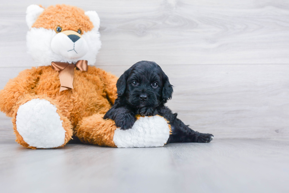 Happy Cavapoo Baby