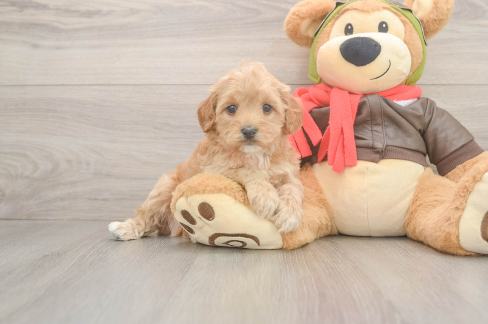 5 week old Cavapoo Puppy For Sale - Premier Pups