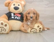 8 week old Cavapoo Puppy For Sale - Premier Pups
