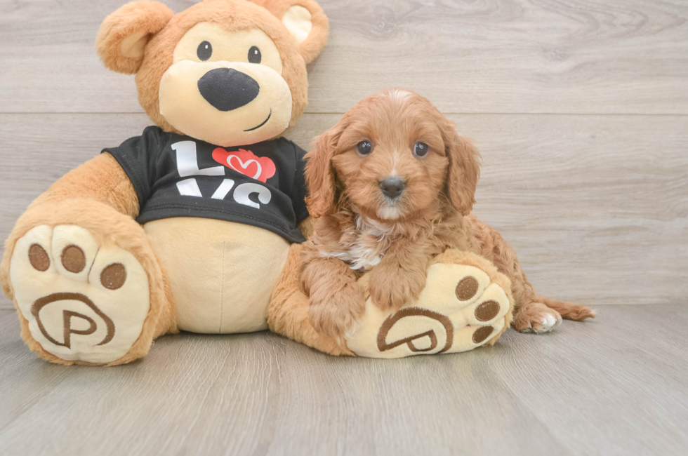 6 week old Cavapoo Puppy For Sale - Premier Pups