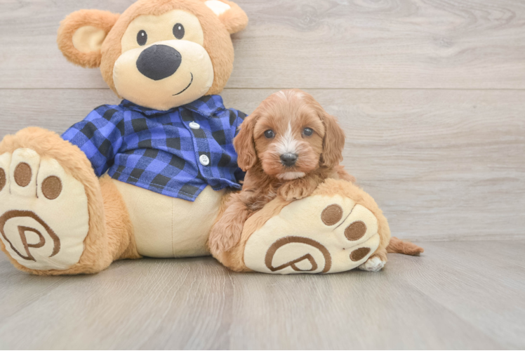 Energetic Cavoodle Poodle Mix Puppy