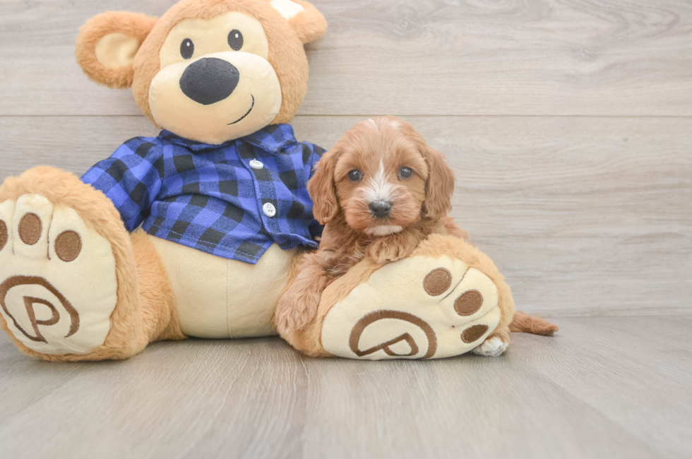 5 week old Cavapoo Puppy For Sale - Premier Pups