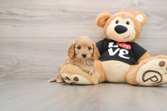 Cavapoo Puppy for Adoption