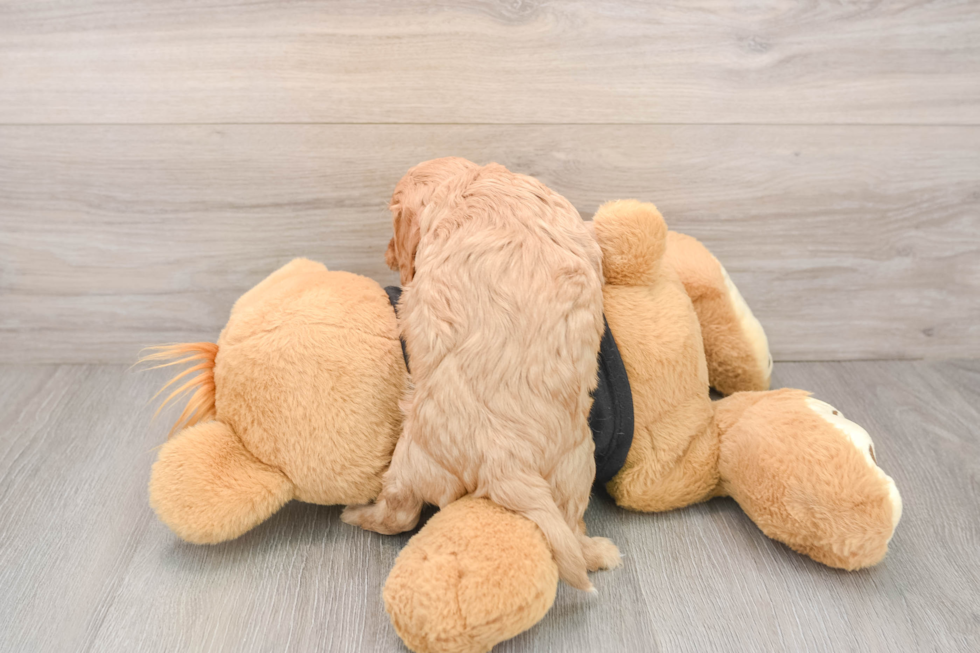 Petite Cavapoo Poodle Mix Pup