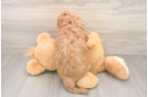 Cavapoo Pup Being Cute