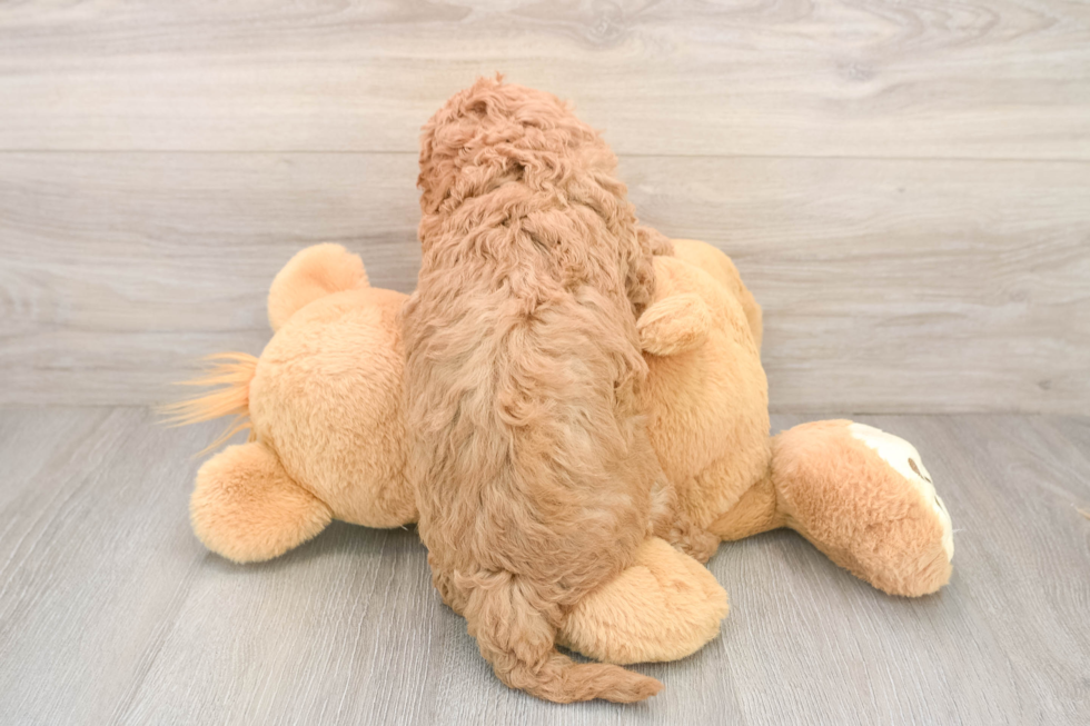 Cavapoo Pup Being Cute