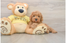 Cavapoo Puppy for Adoption
