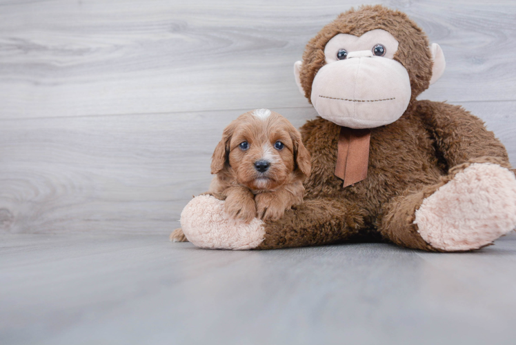 Cavapoo Puppy for Adoption