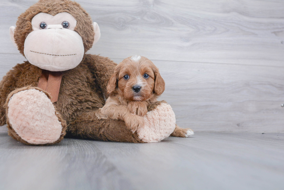 Cute Cavapoo Baby