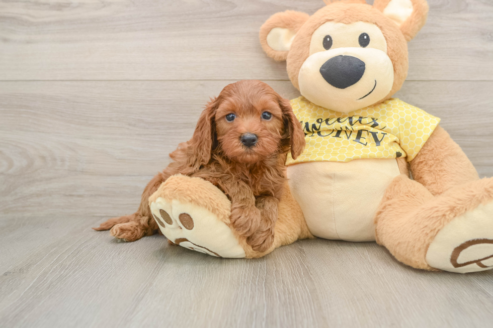 Best Cavapoo Baby