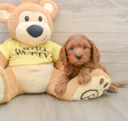 7 week old Cavapoo Puppy For Sale - Premier Pups