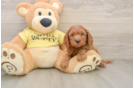 Cute Cavapoo Baby