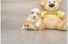 Cavapoo Puppy for Adoption