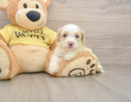 6 week old Cavapoo Puppy For Sale - Premier Pups