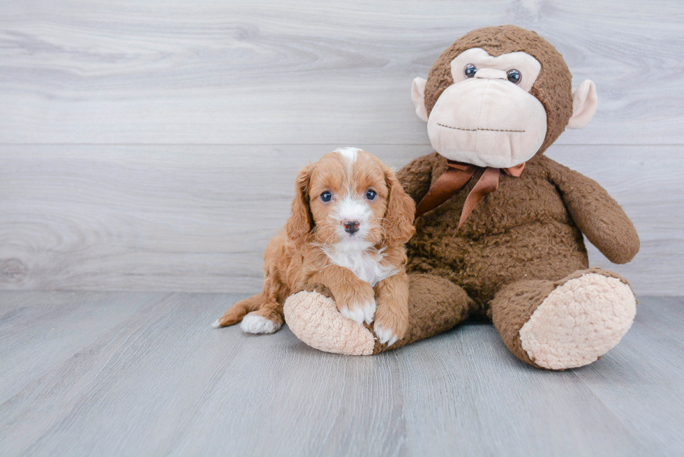 Best Cavapoo Baby