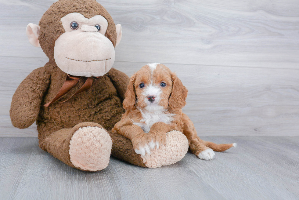 Funny Cavapoo Poodle Mix Pup