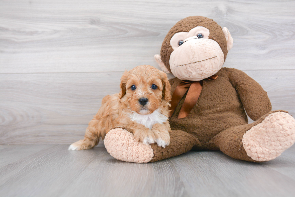 Best Cavapoo Baby