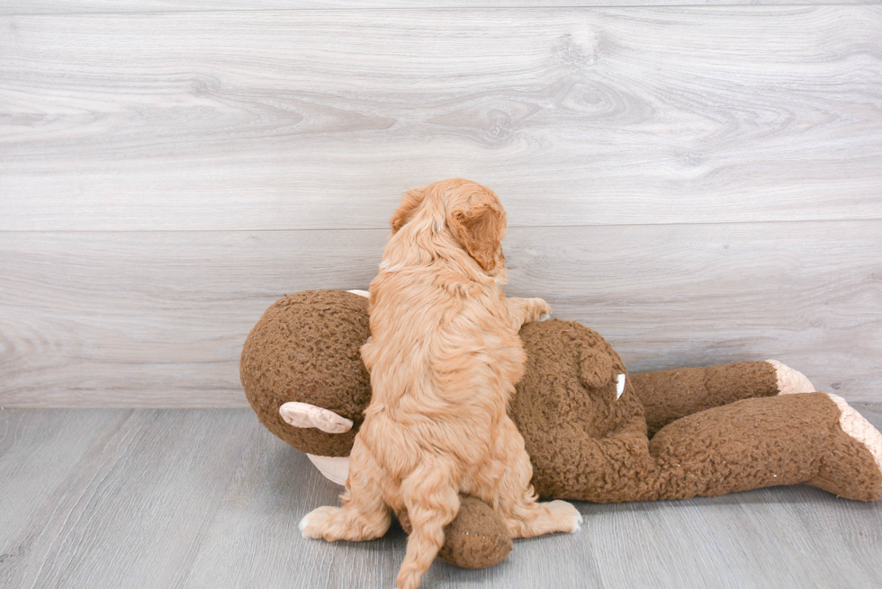 Cavapoo Pup Being Cute