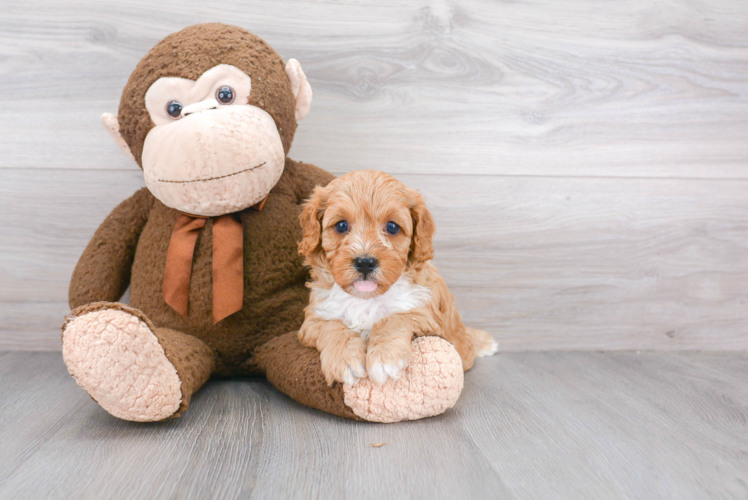 Energetic Cavoodle Poodle Mix Puppy